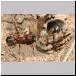 Andrena vaga -x- Waldameise 05.jpg